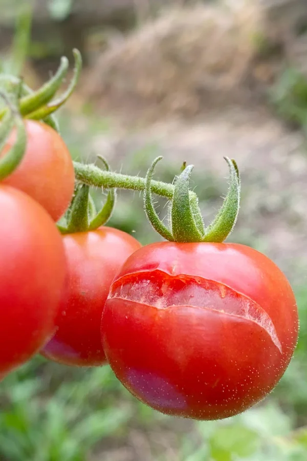 A splitting ripe cherry tomato.