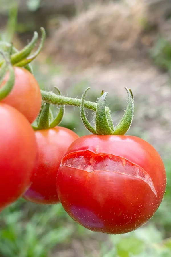 how to fertilize tomato plants