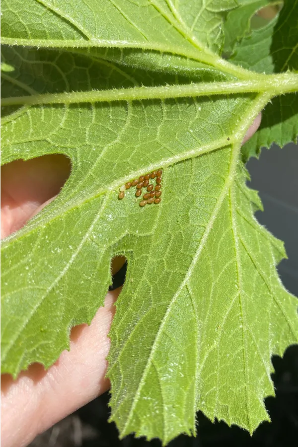 A cluster of squash bug eggs on the bottom of a leaf