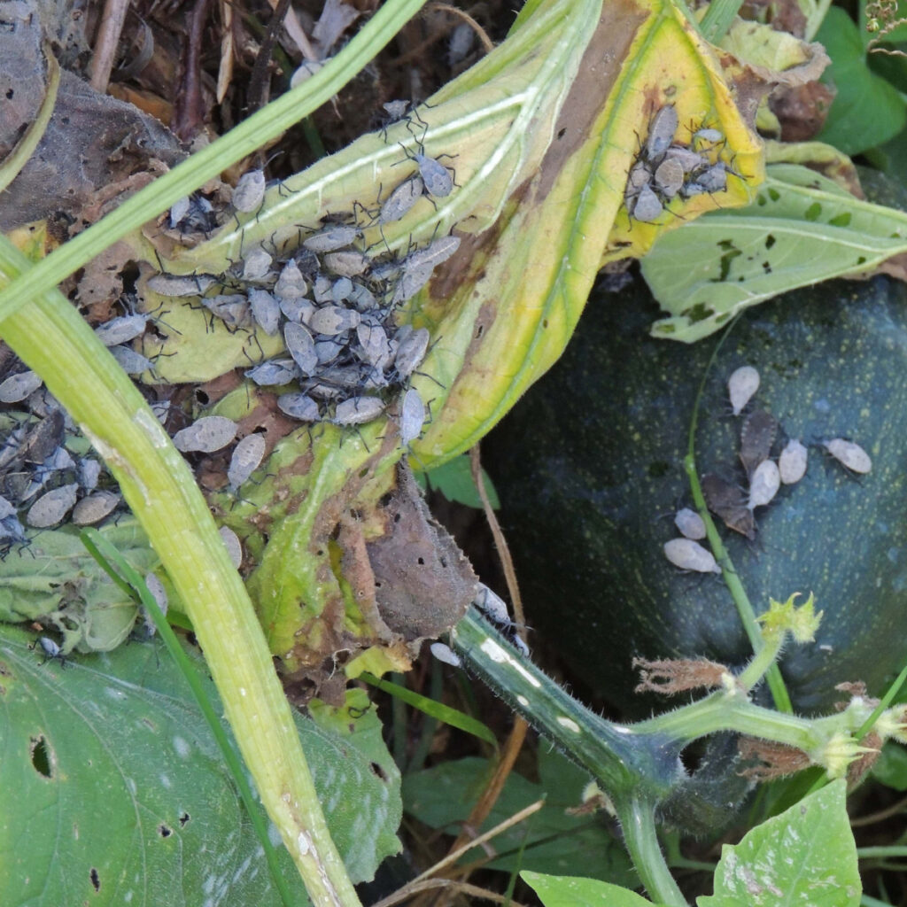 Several squash bugs taking over a plant. 