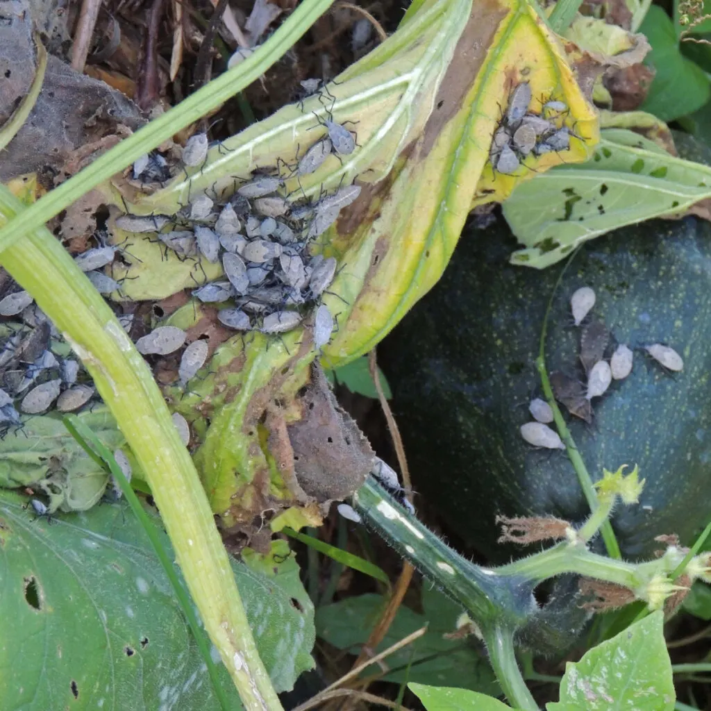 Several squash bugs taking over a plant.