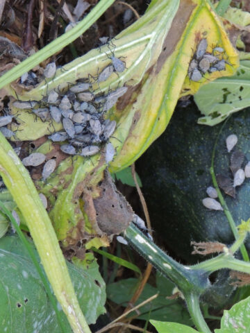A heavy infestation of squash bugs