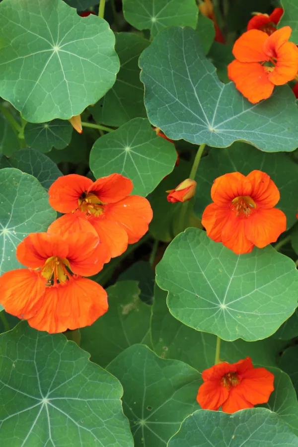 Orange flowers of a nasturtium plant.