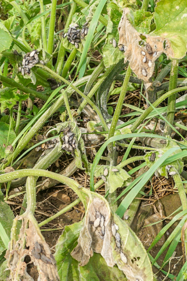 A plant dying because of a heavy infestation of squash bugs. 