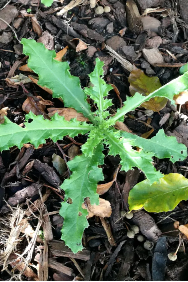 keep weeds out of flowerbeds