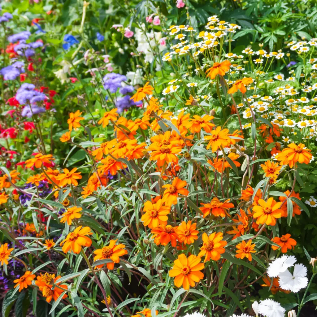 weed free flowerbeds