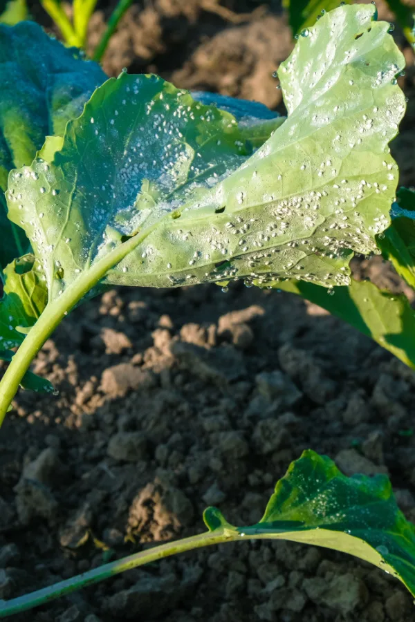 A young plant being overtaken by whiteflies.