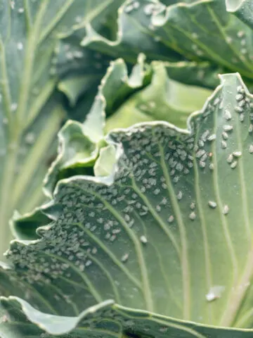 Whiteflies will quickly take over all your vegetable plants like this cabbage plant.