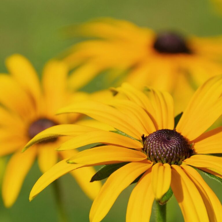 How To Care For Black Eyed Susans After They Flower   Black Eyed Susan 1 768x768 