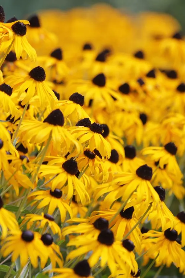 How To Care For Black Eyed Susans After They Bloom