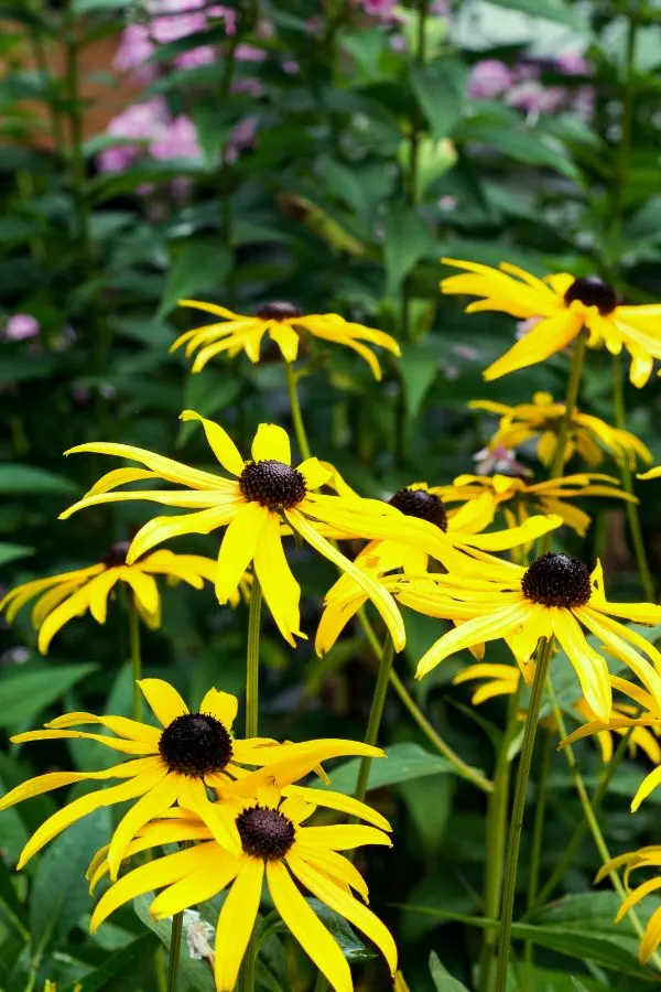 Black Eyed Susans In The Garden