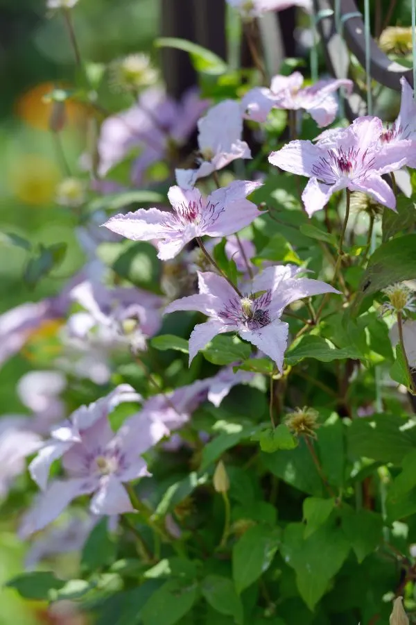 Clematis