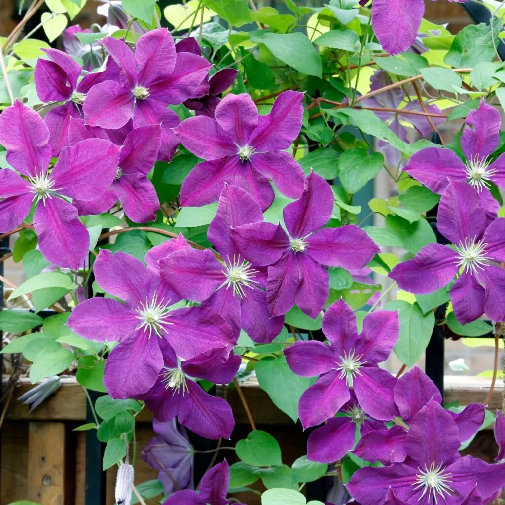 fall clematis care