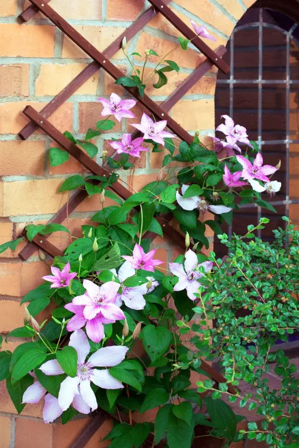 Pink clematis flowers