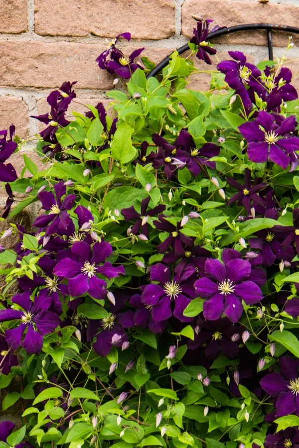 fall clematis care  - dark purple clematis