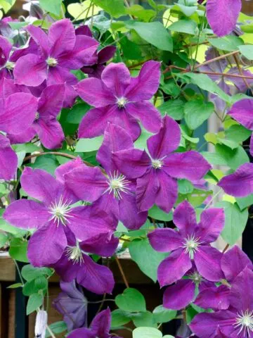 Fall Clematis Care