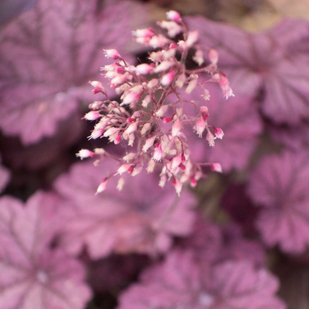 Growing Coral Bells - The Perfect Hummingbird Plant!