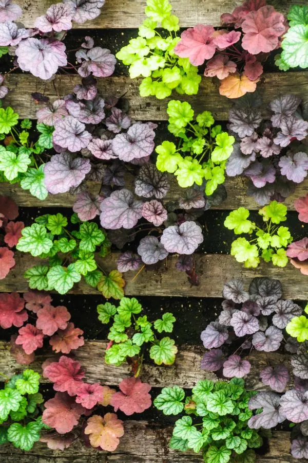 Growing Coral Bells - The Perfect Hummingbird Plant!