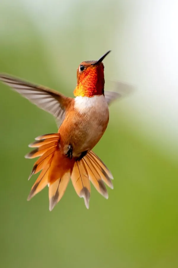 Hummingbird