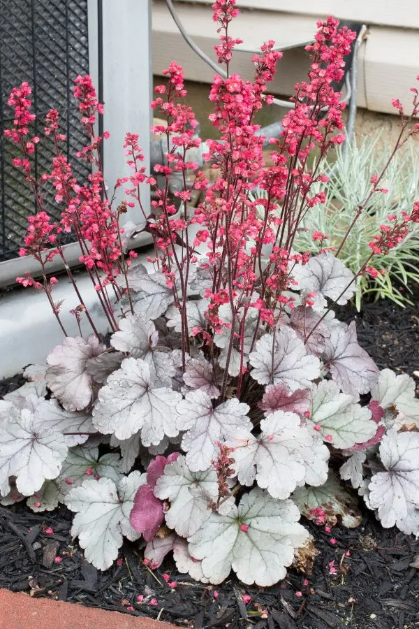 Coral Bells