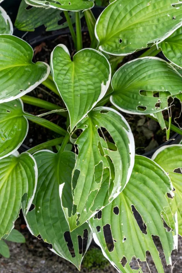 tattered hosta