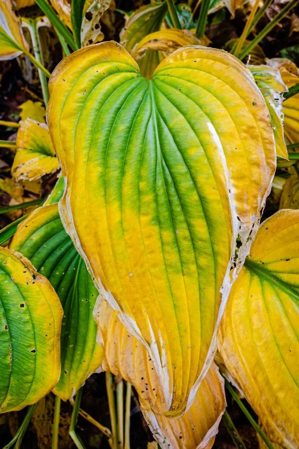 Yellowing Hosta leaves