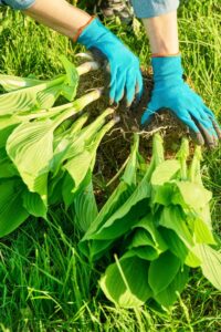 How To Divide Hostas In The Fall - Give Your Hostas New Life!