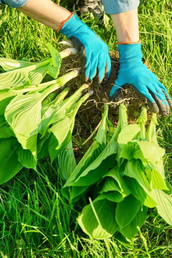 How to Divide Hostas in the Fall