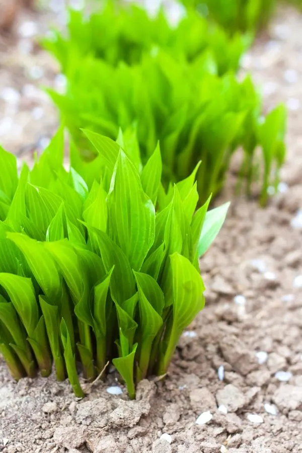 Small Hosta shoots