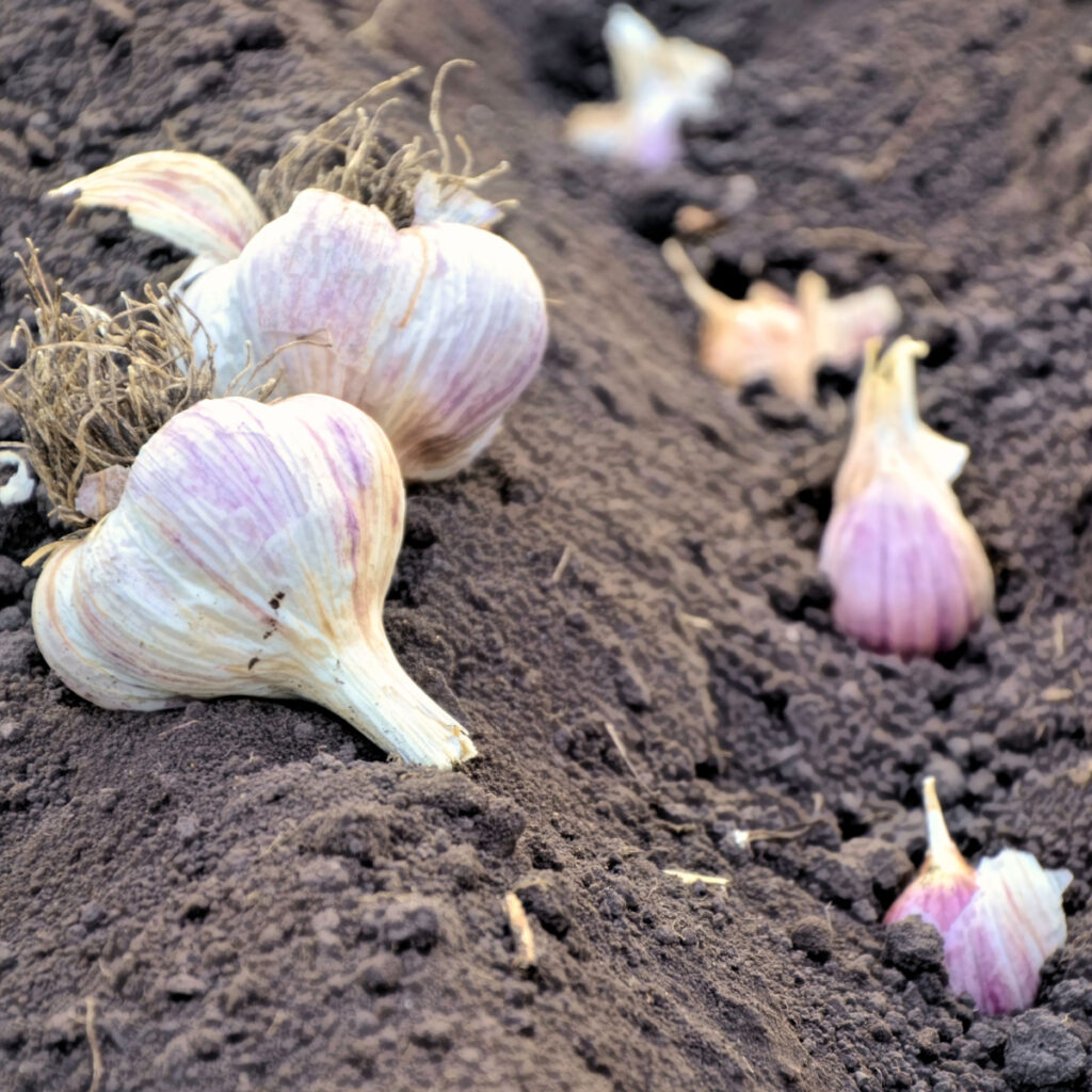 Full garlic bulbs and garlic cloves being planted in the fall.