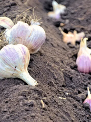 Garlic being planted in the fall