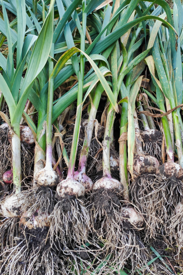 A pile of harvested garlic.