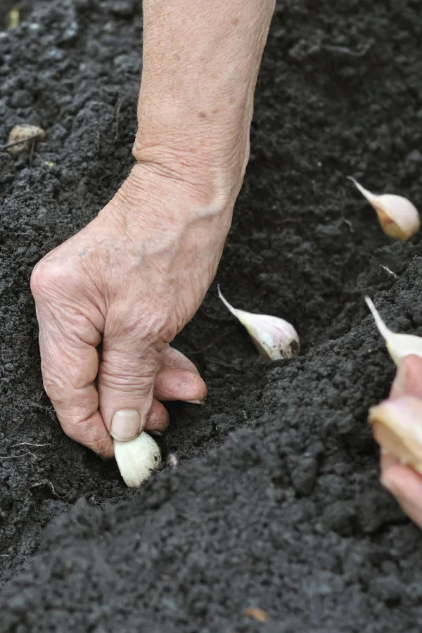 A older hand planting garlic cloves into the soil.