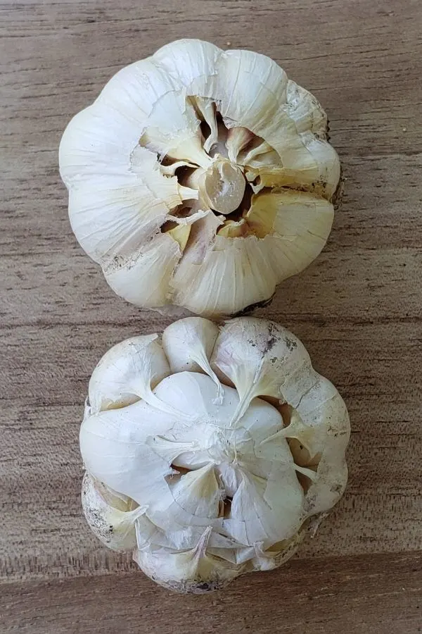 Showing the difference between hardneck and softneck garlic bulbs.