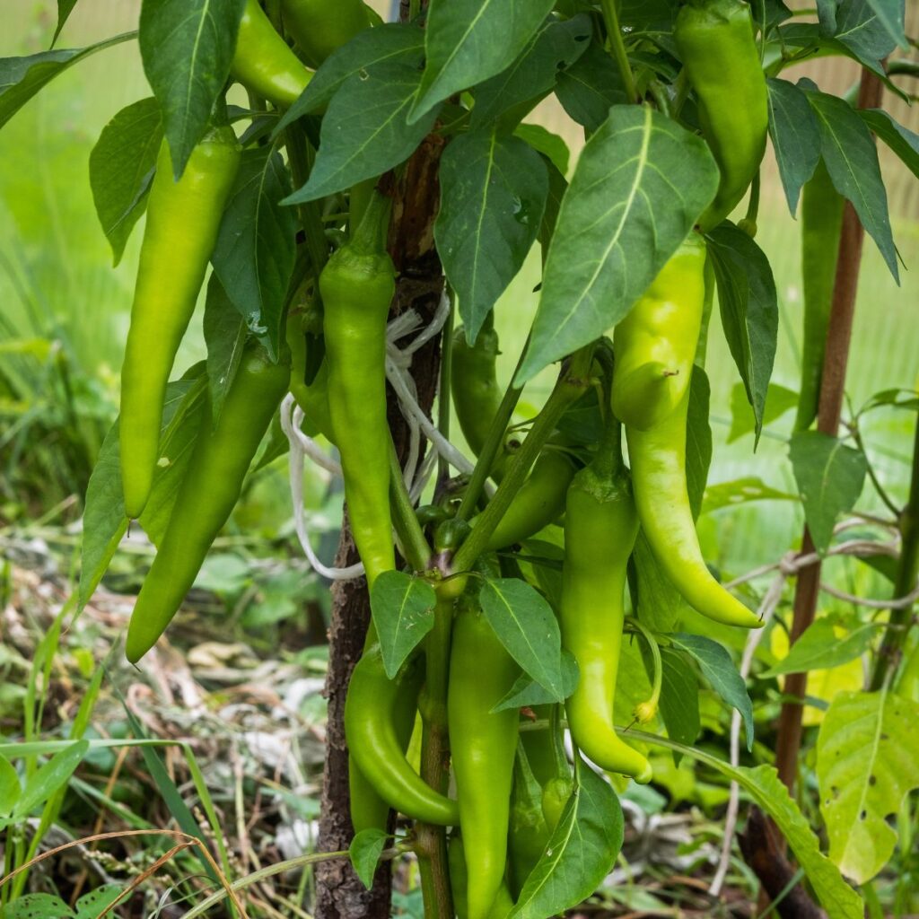 Green Chiles - how to get more peppers from your plants