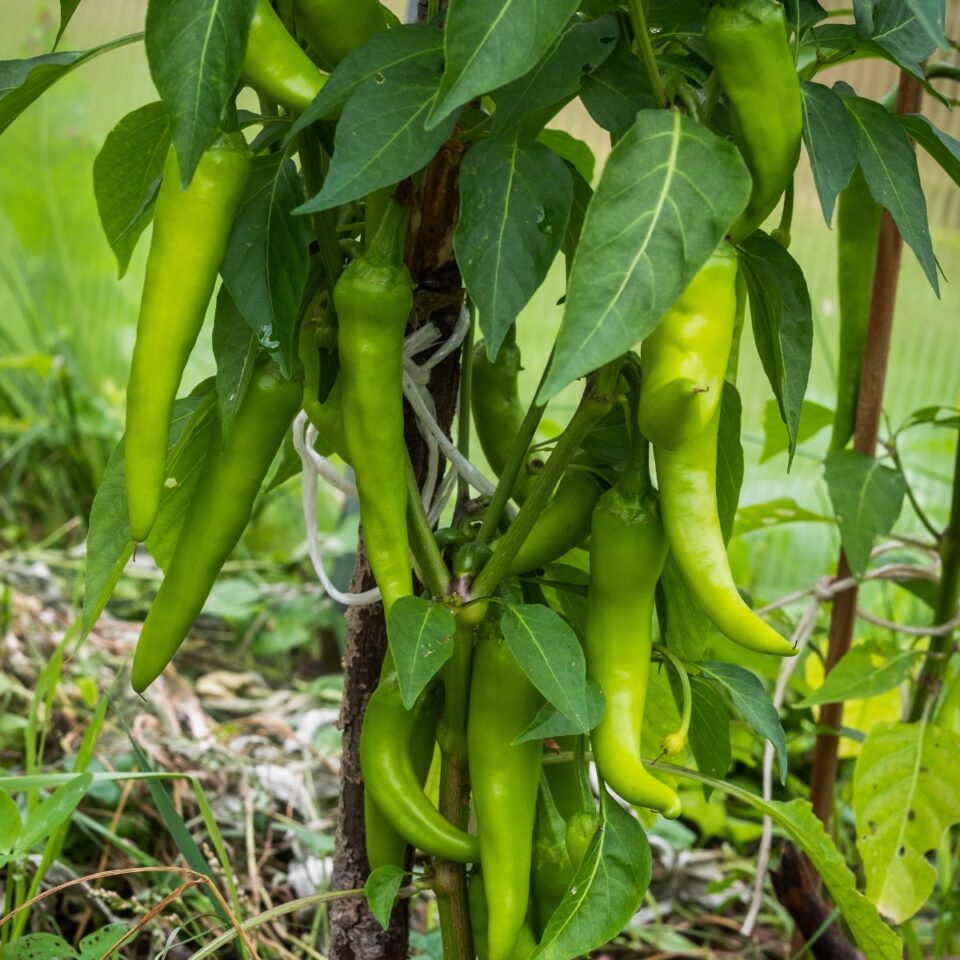 how-to-get-more-peppers-from-your-plants-pick-more-peppers