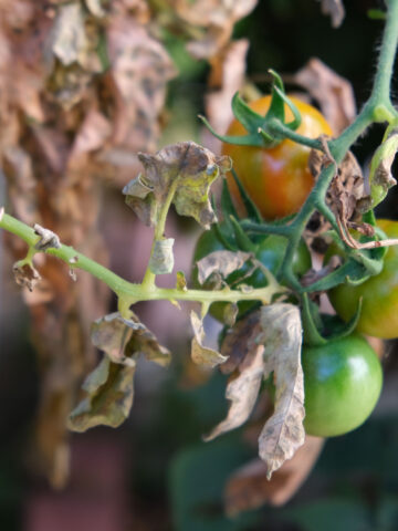 Old and dying tomato plants