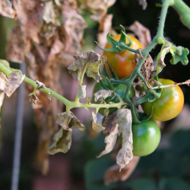 Old and dying tomato plants