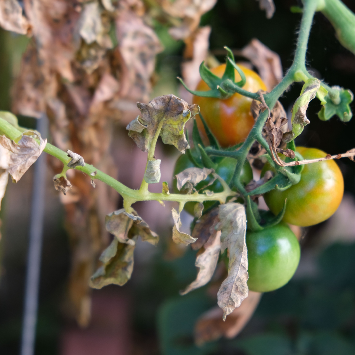 How To Dispose Of Tomato Plants - What To Do When Plants Die!