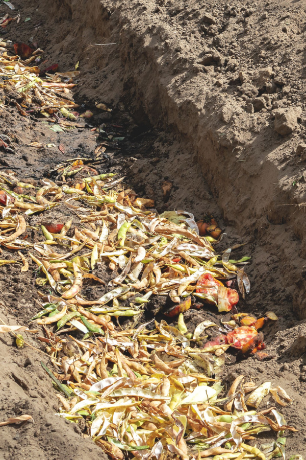 A large trench compost filled with tomatoes and bean pods.