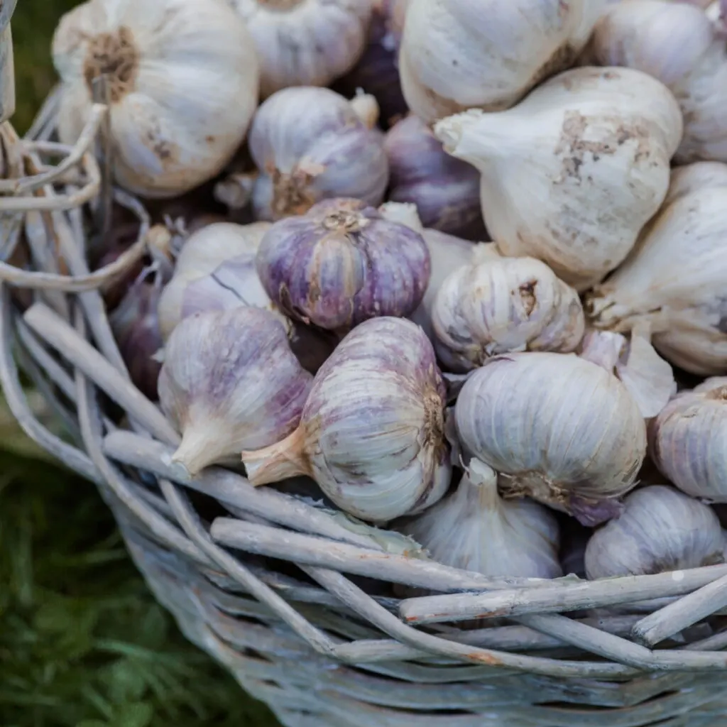 A white basket full of harvested garlic bulbs