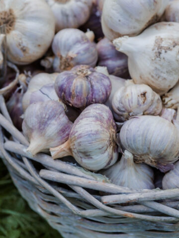 A basket full of harvested garlic bulbs