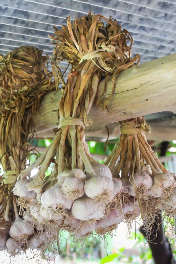 Garlic curing in bundles hanging on a board.