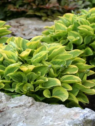 How to Divide Hostas in the Fall