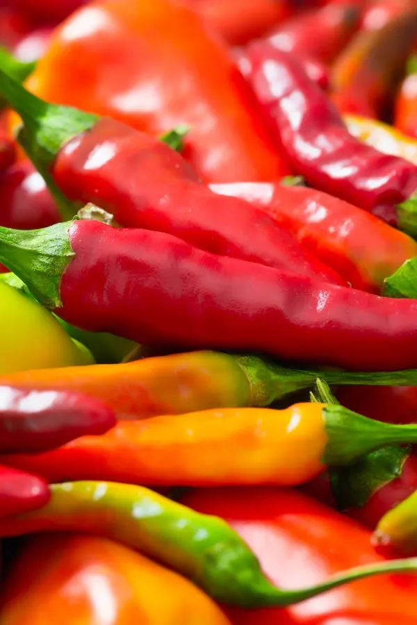 Red Chile Peppers