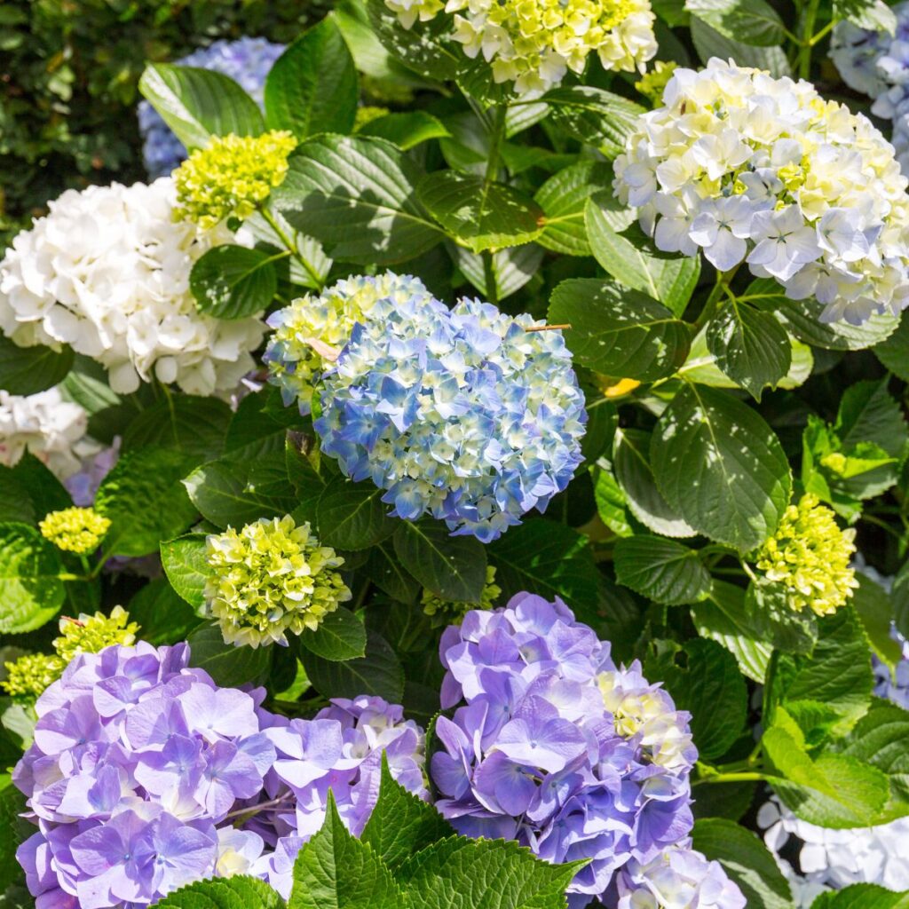  How To Prune Hydrangeas After They Bloom
