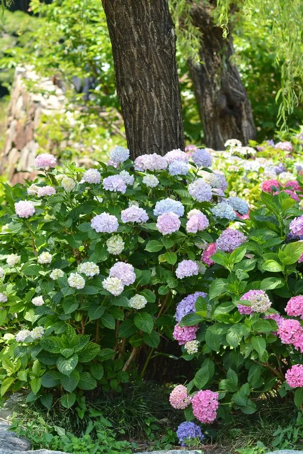 Colorful Hydrangeas 