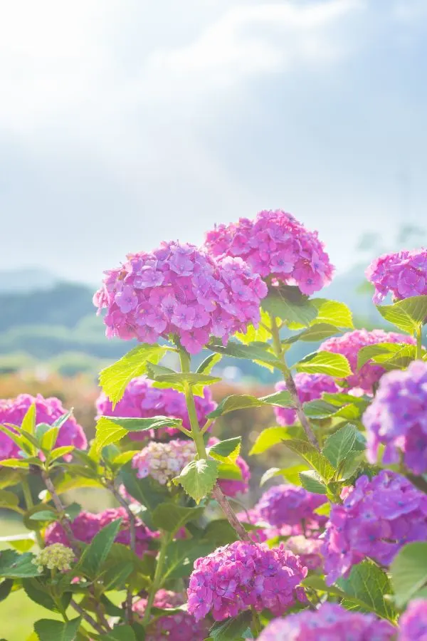 deadheading blooms