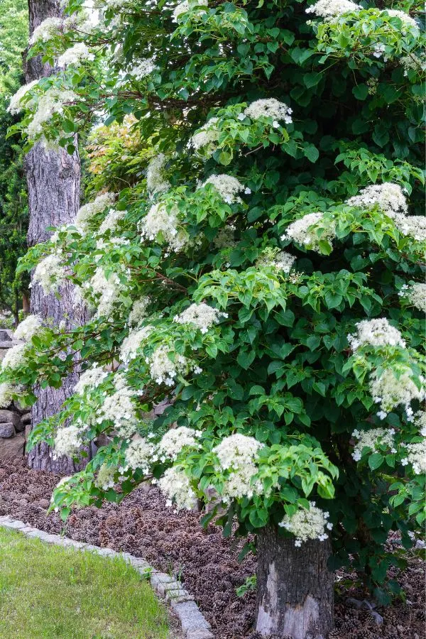 Hydrangeas tree variety