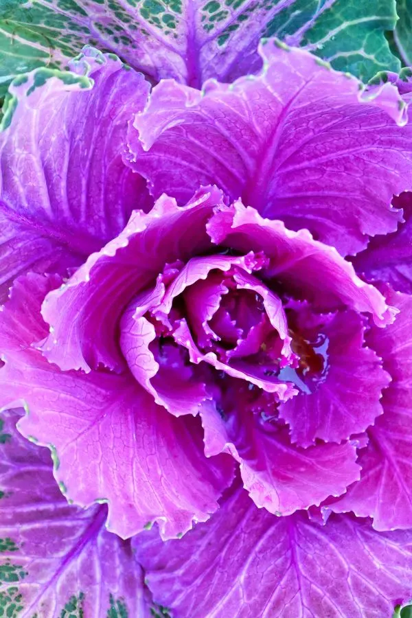 How to Grow Ornamental Cabbage! Create A Stunning Fall Display